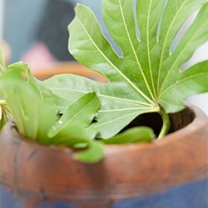 Chứng nhận PEFC